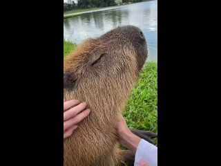 vsyo eschyo v kuritibe vsyo eschyo gladim kapibar kapibara capybara (1)